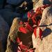 Rouge et roches
